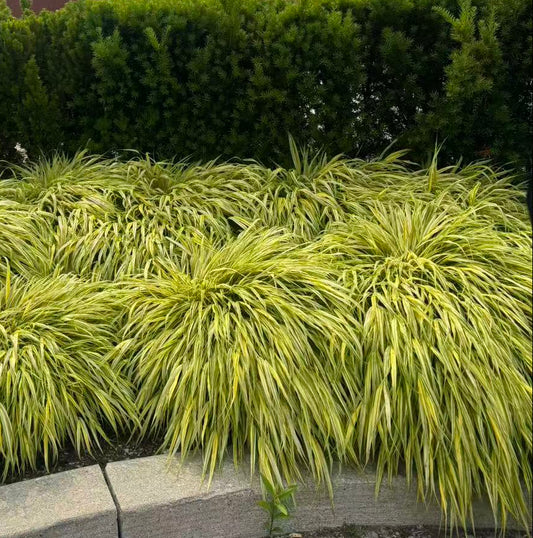 Japanese Hakone Grass 'Aureola' for sale in Toronto