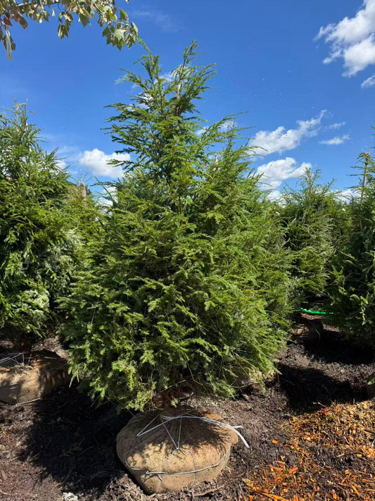 Eastern Hemlock