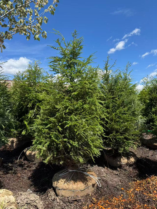 Eastern Hemlock