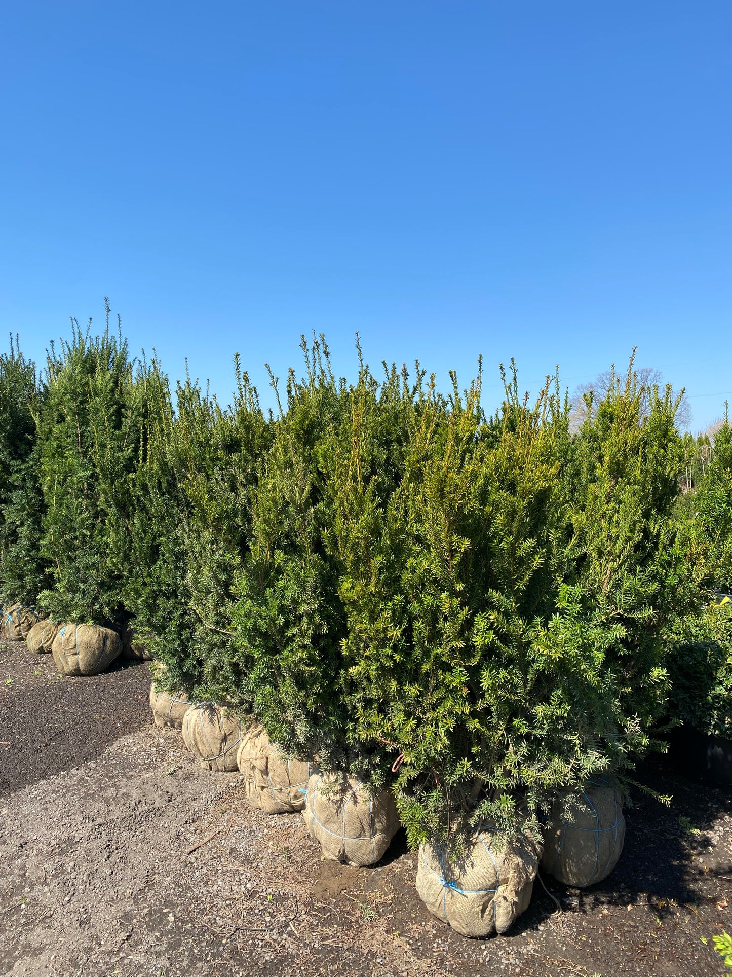 Hill's Yew