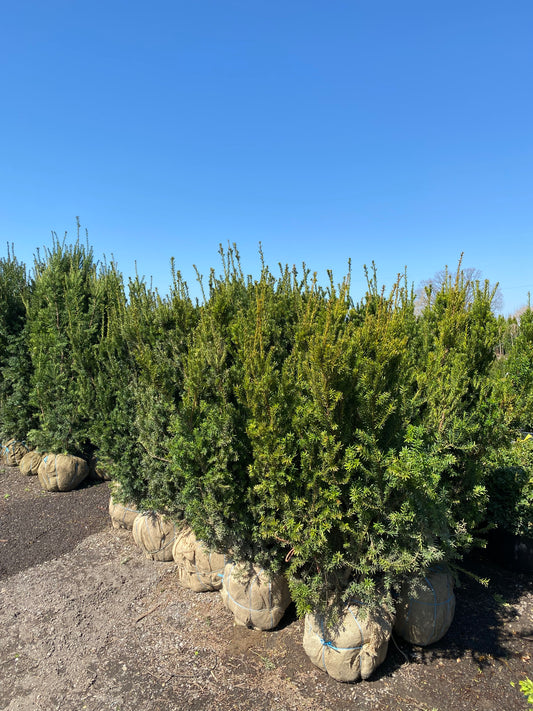 Hill's Yew