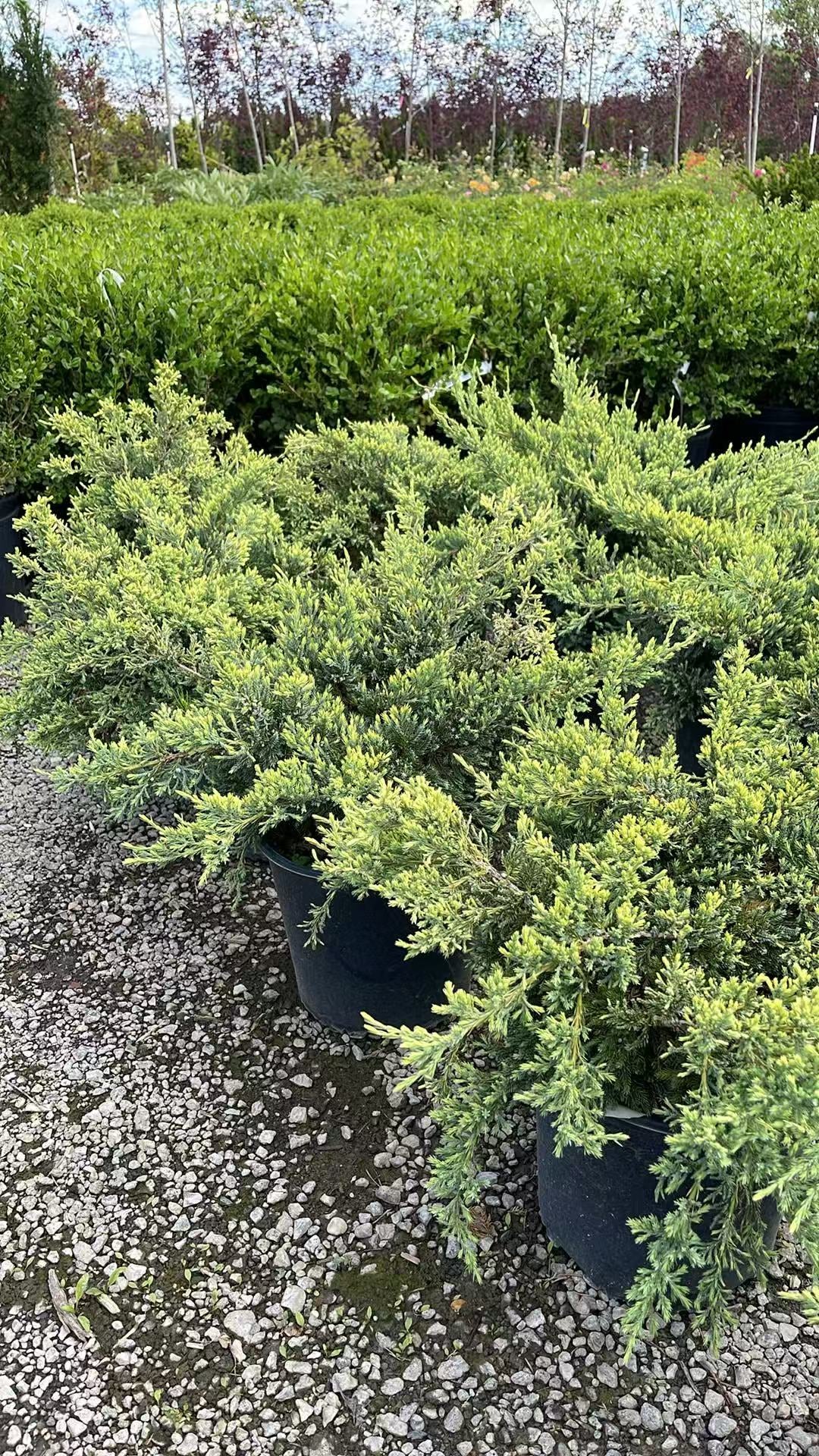Holger Juniper