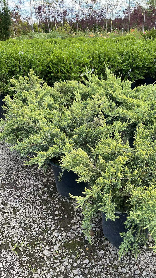 Holger Juniper