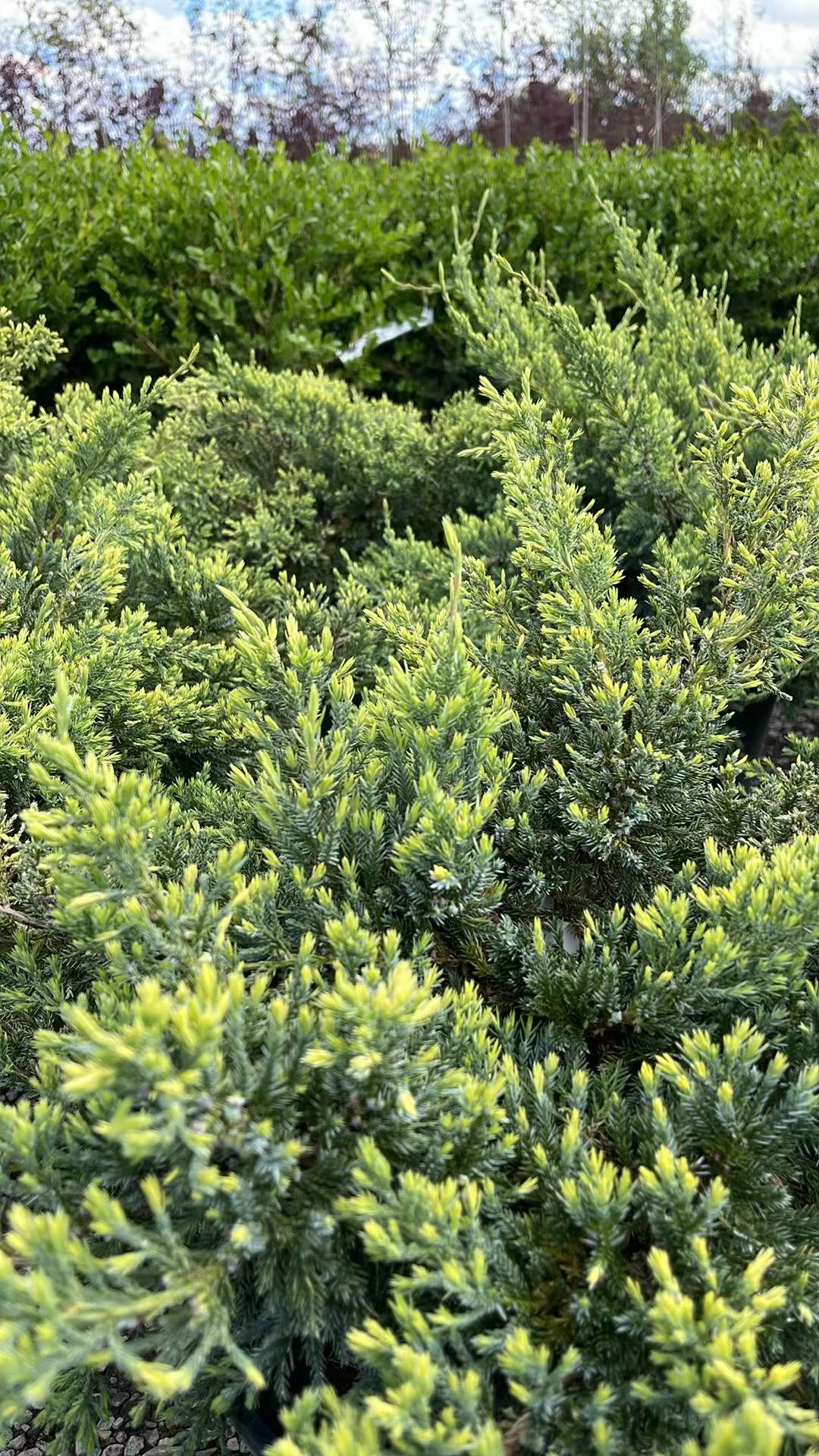 Holger Juniper
