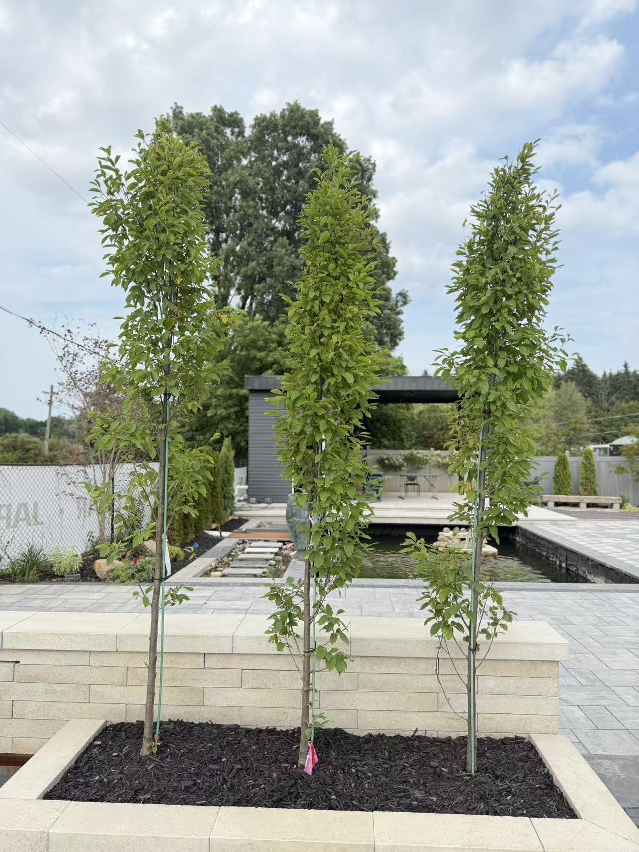 Pyramidal European Hornbeam