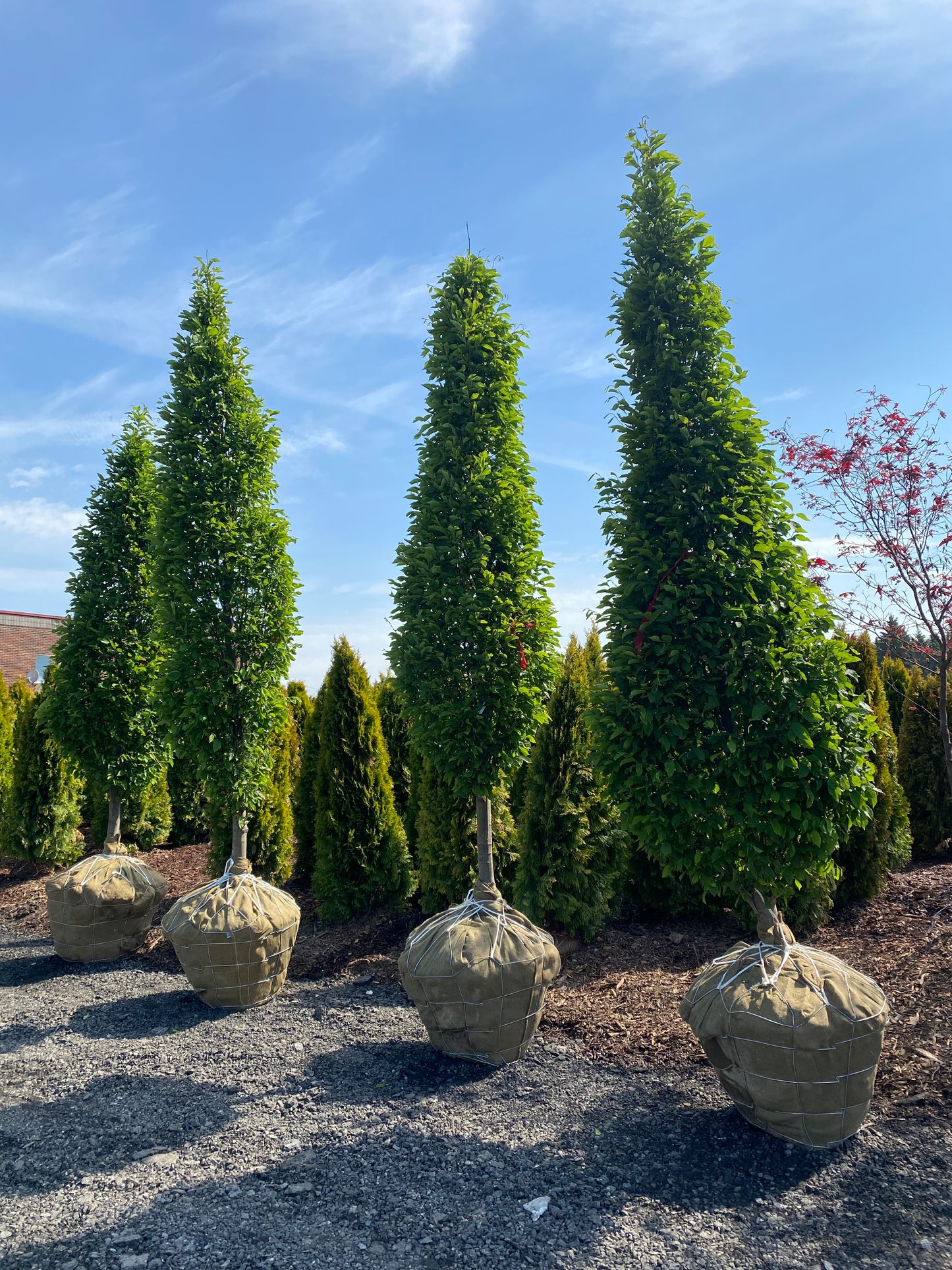 Pyramidal European Hornbeam