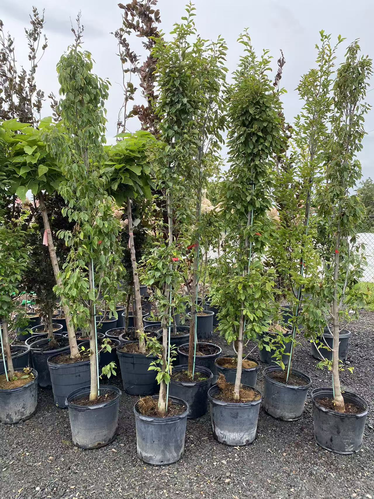 Pyramidal European Hornbeam 'Fastigiata'