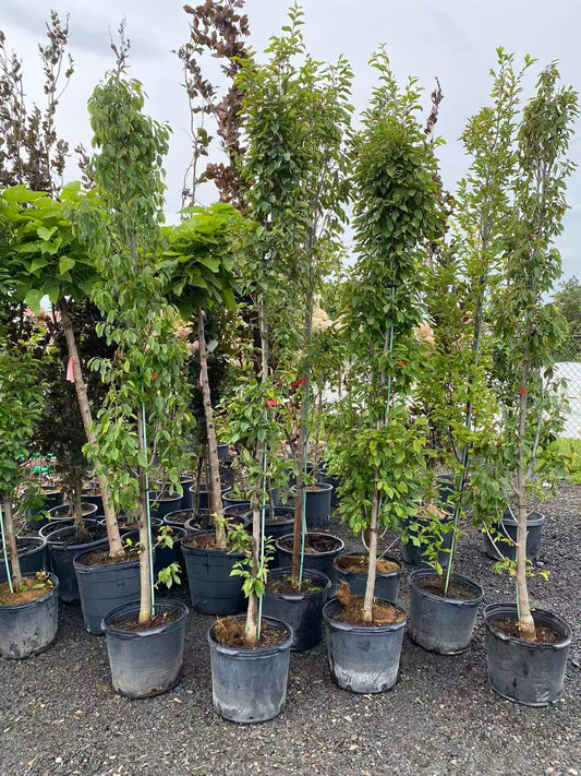 Pyramidal European Hornbeam 'Fastigiata'
