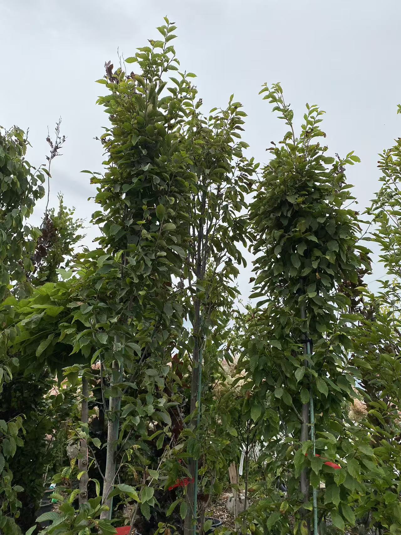 Pyramidal European Hornbeam 'Fastigiata'