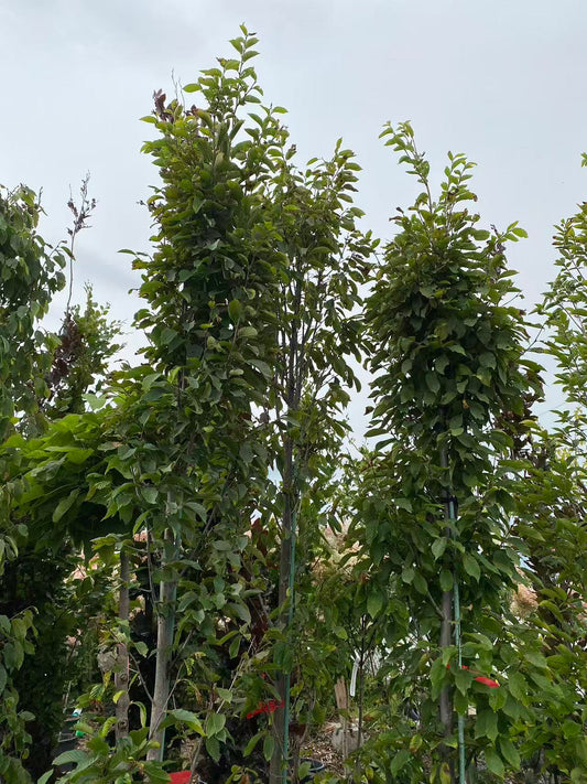 Pyramidal European Hornbeam 'Fastigiata'