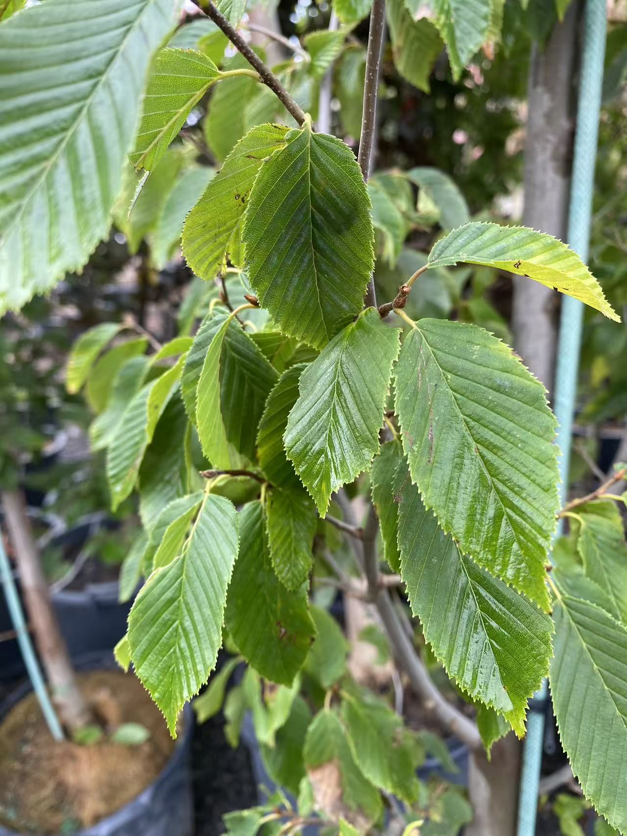 Pyramidal European Hornbeam 'Fastigiata'