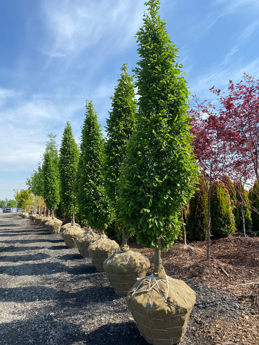 Pyramidal European Hornbeam