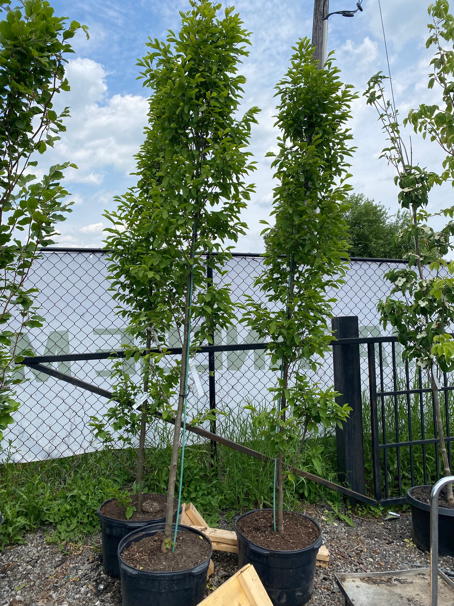 Pyramidal European Hornbeam