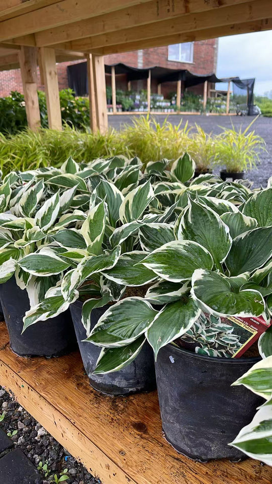 Hosta 'Patriot'