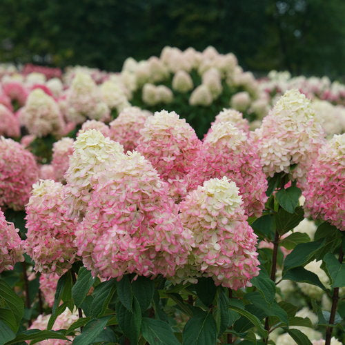 Hydrangea paniculata Limelight Prime