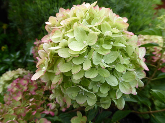 Hydrangea paniculata Little Lime®