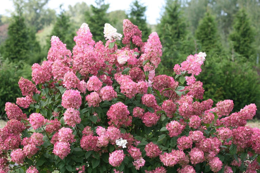 Hydrangea Panicle Fire Light®