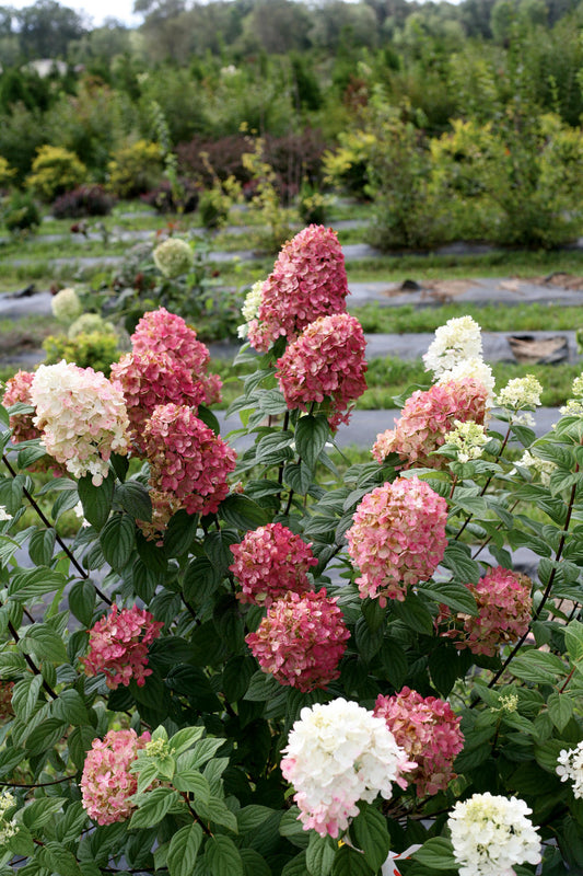 Hydrangea Panicle Fire Light®