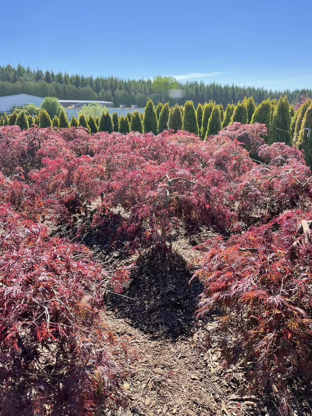 Acer palmatum dissectum 'Inaba Shidare' – zforcefarm