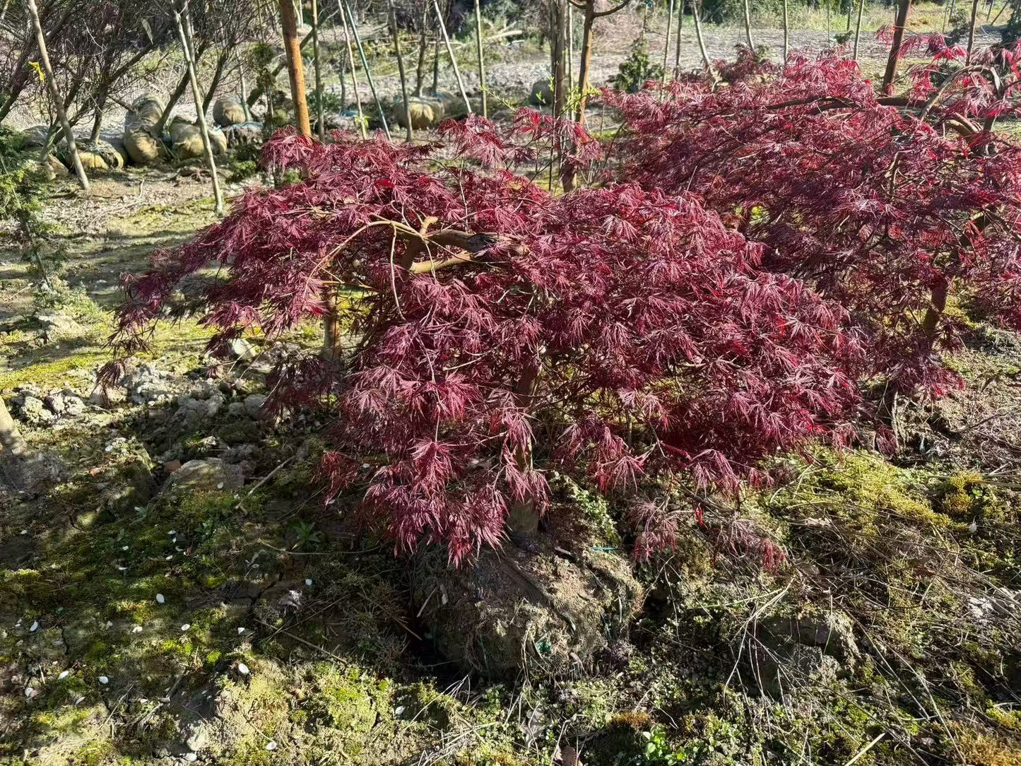 Acer palmatum dissectum 'Inaba Shidare'
