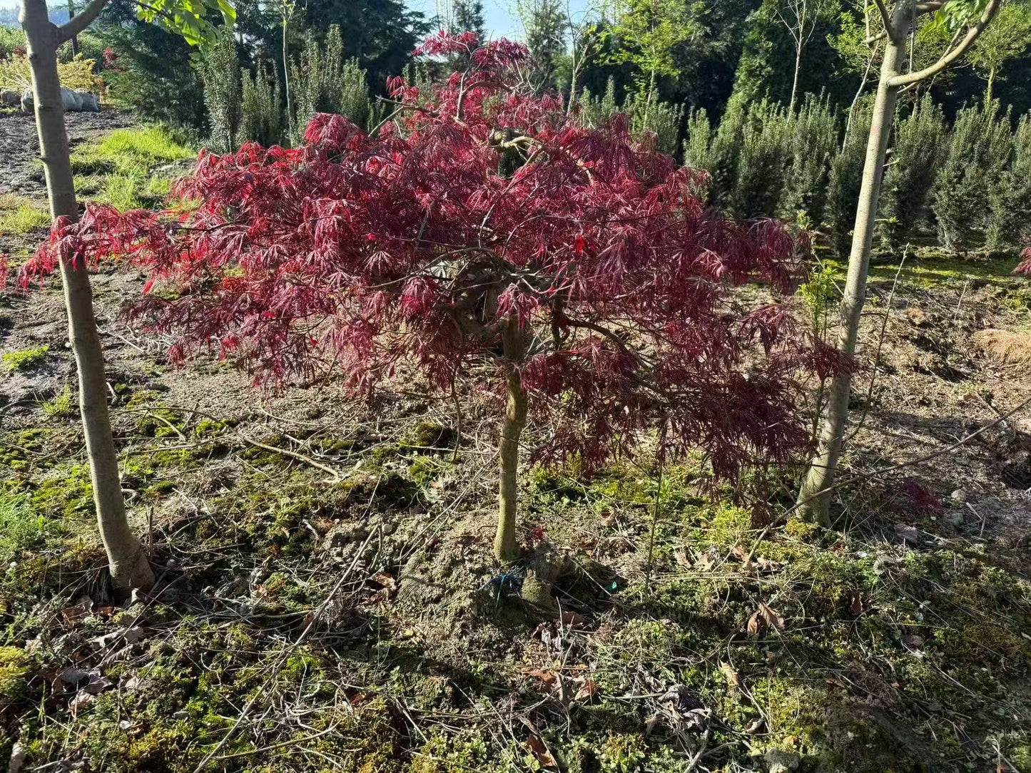 Acer palmatum dissectum 'Inaba Shidare'