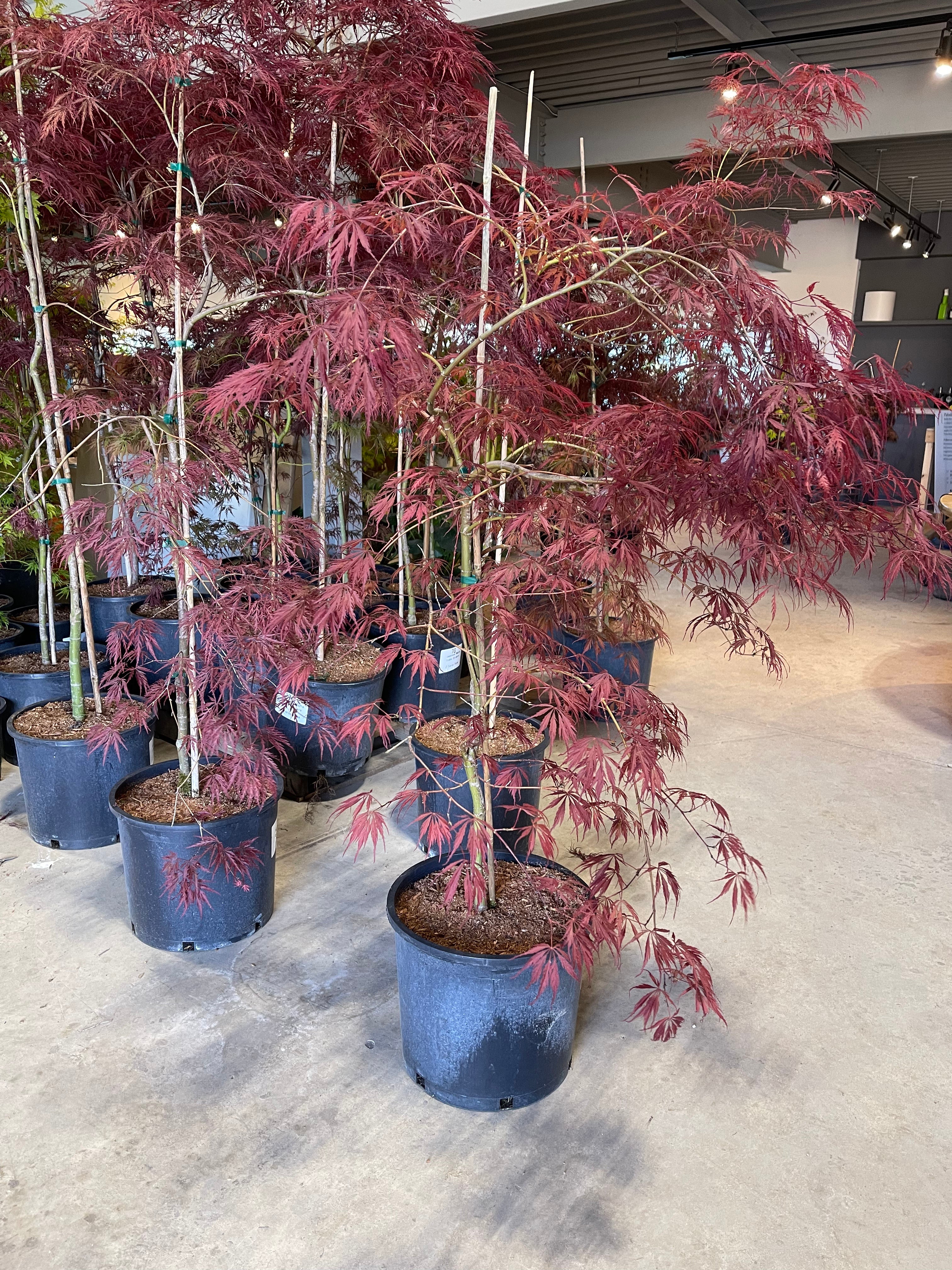 Acer palmatum dissectum 'Inaba Shidare' – zforcefarm