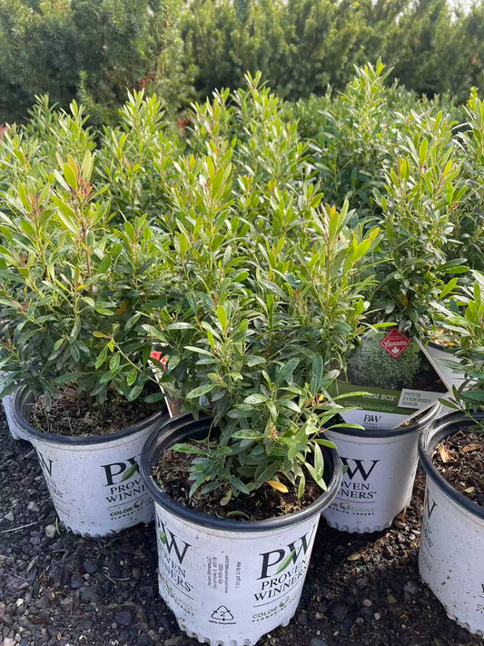Gem Box Inkberry holly