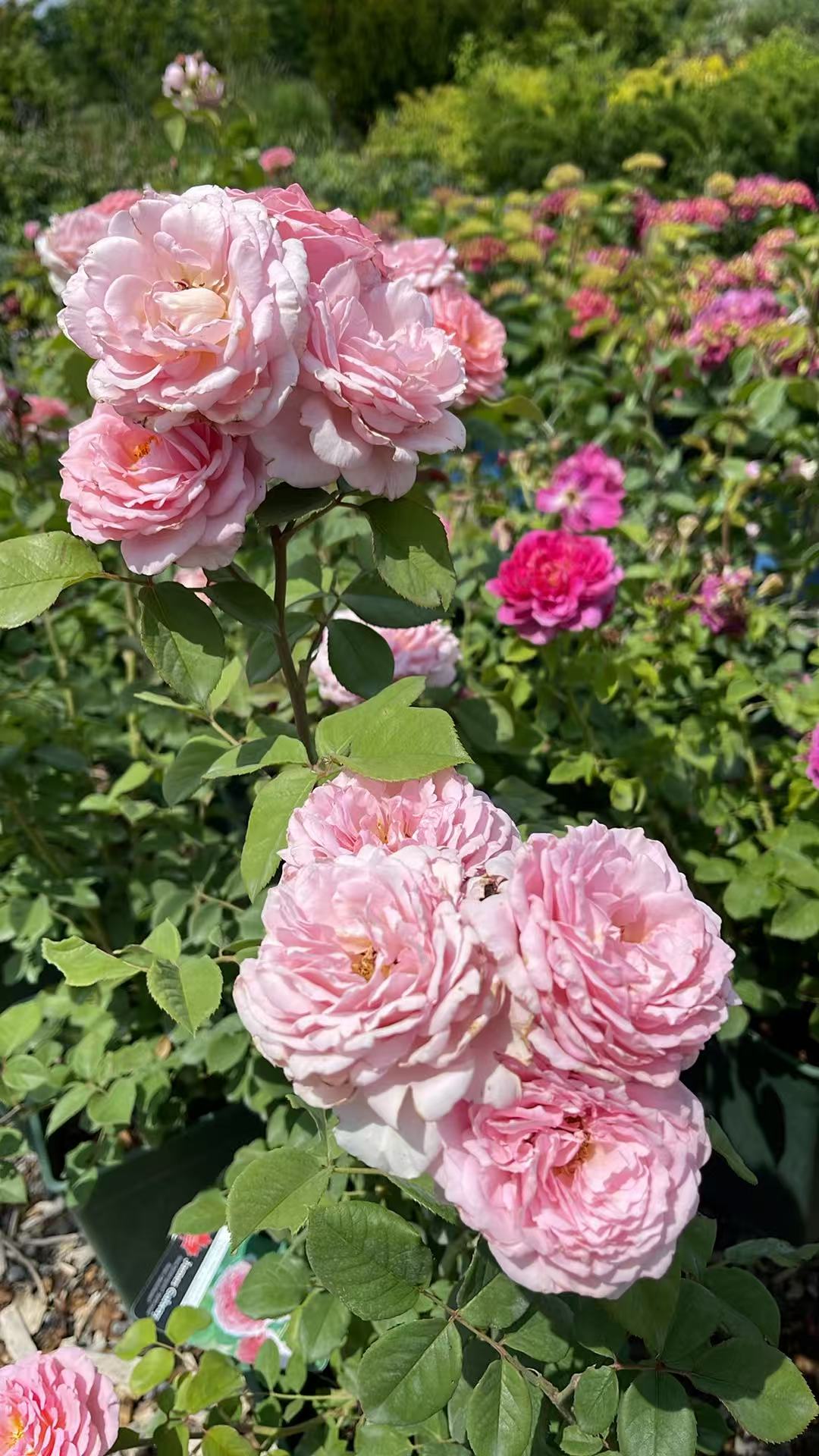 James Galway David Austin English Climbing Rose