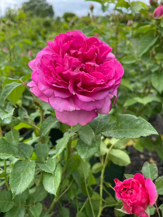 James L. Austin™ David Austin Rose