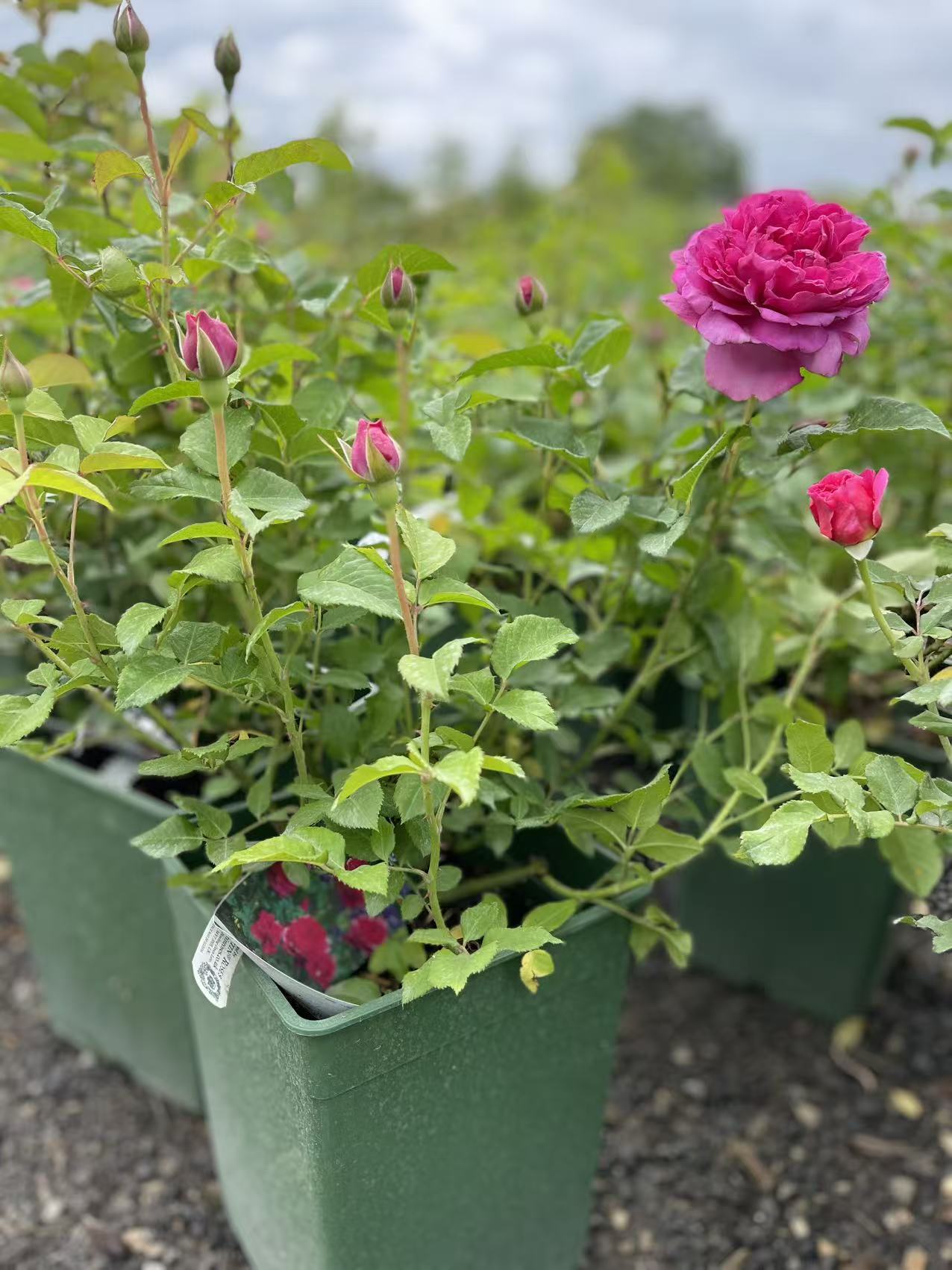 James L. Austin™ David Austin Rose