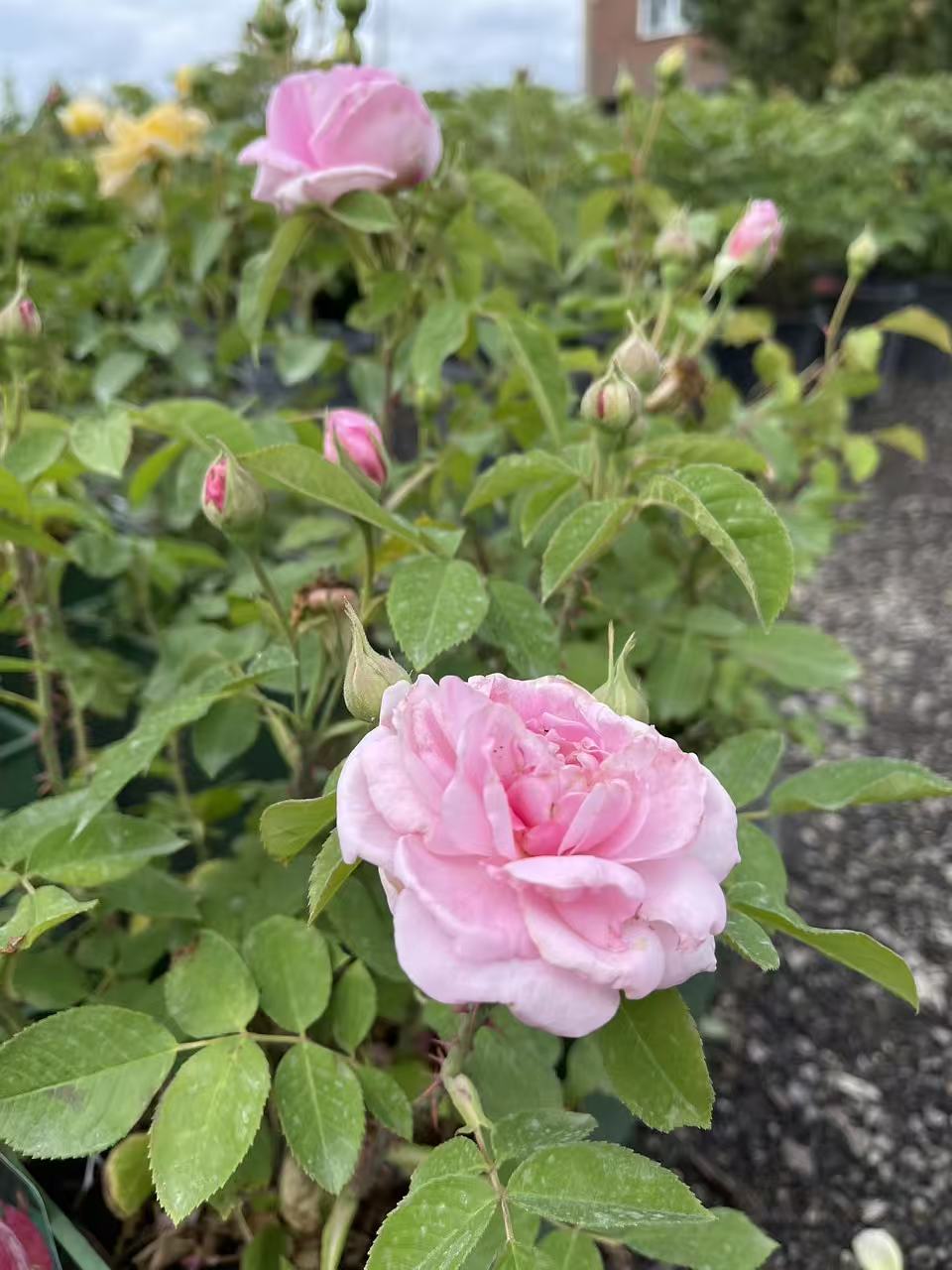 Gertrude JekyIl David Austin Rose