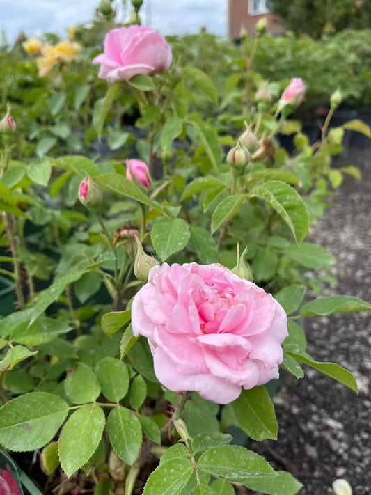 Gertrude JekyIl David Austin Rose
