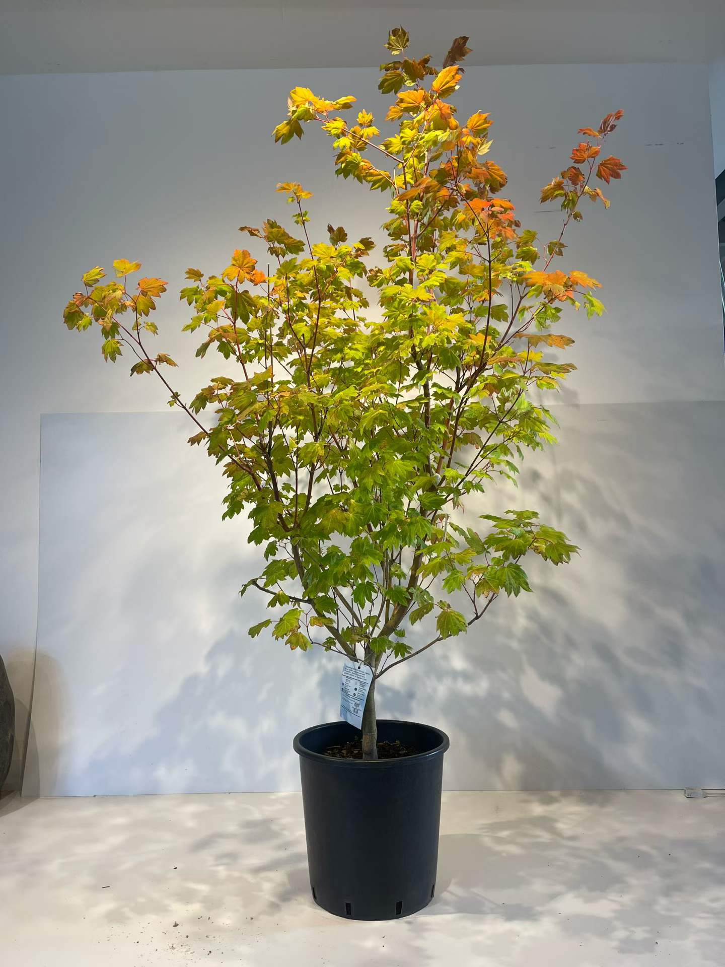 Trees for Sale Toronto | Japanese Maple, Shade & Flowering Trees