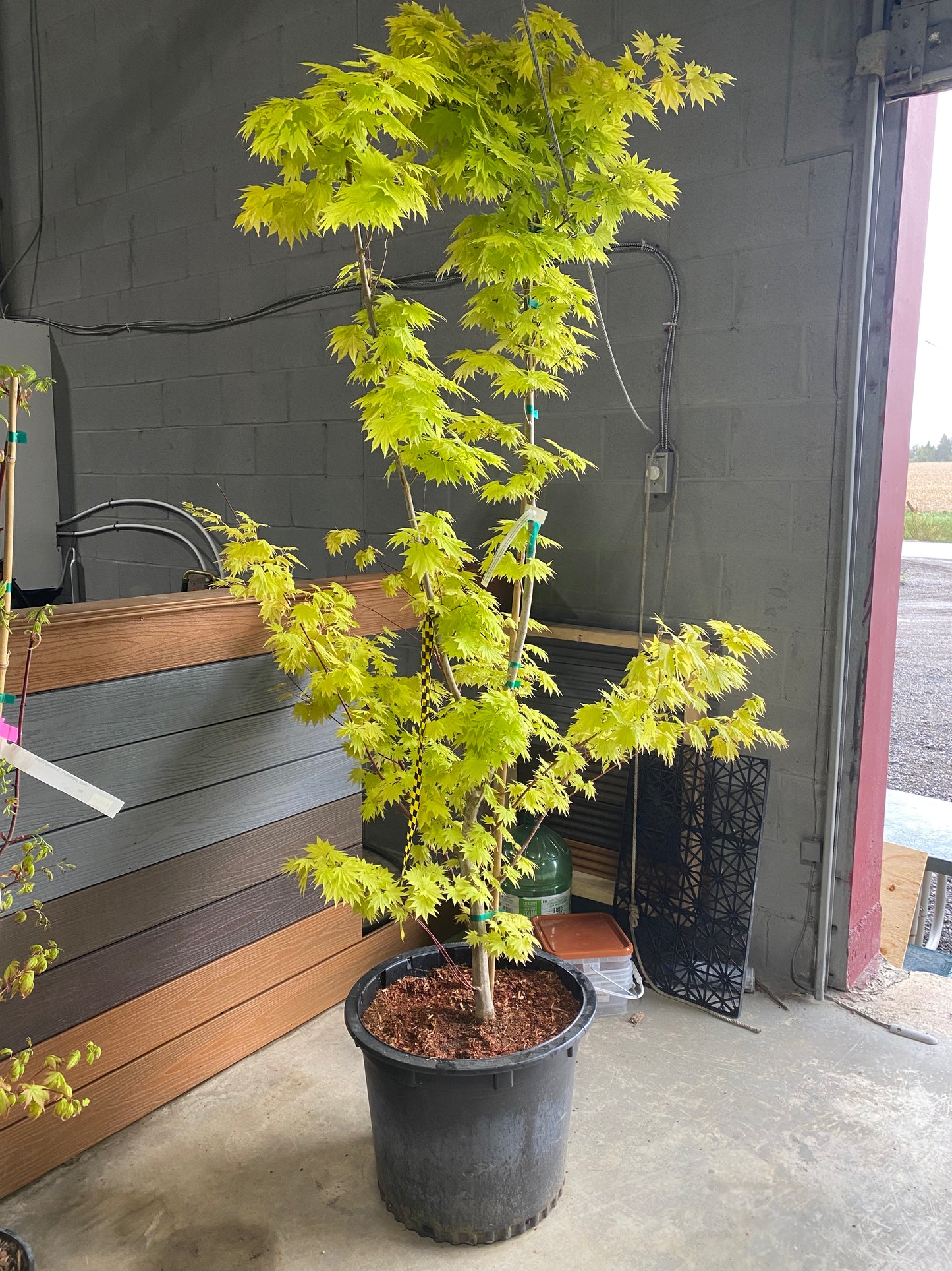 Acer shirasawanum Jordan