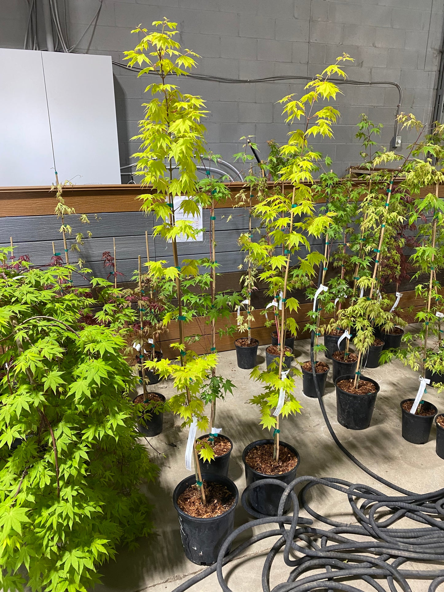 Acer shirasawanum Jordan