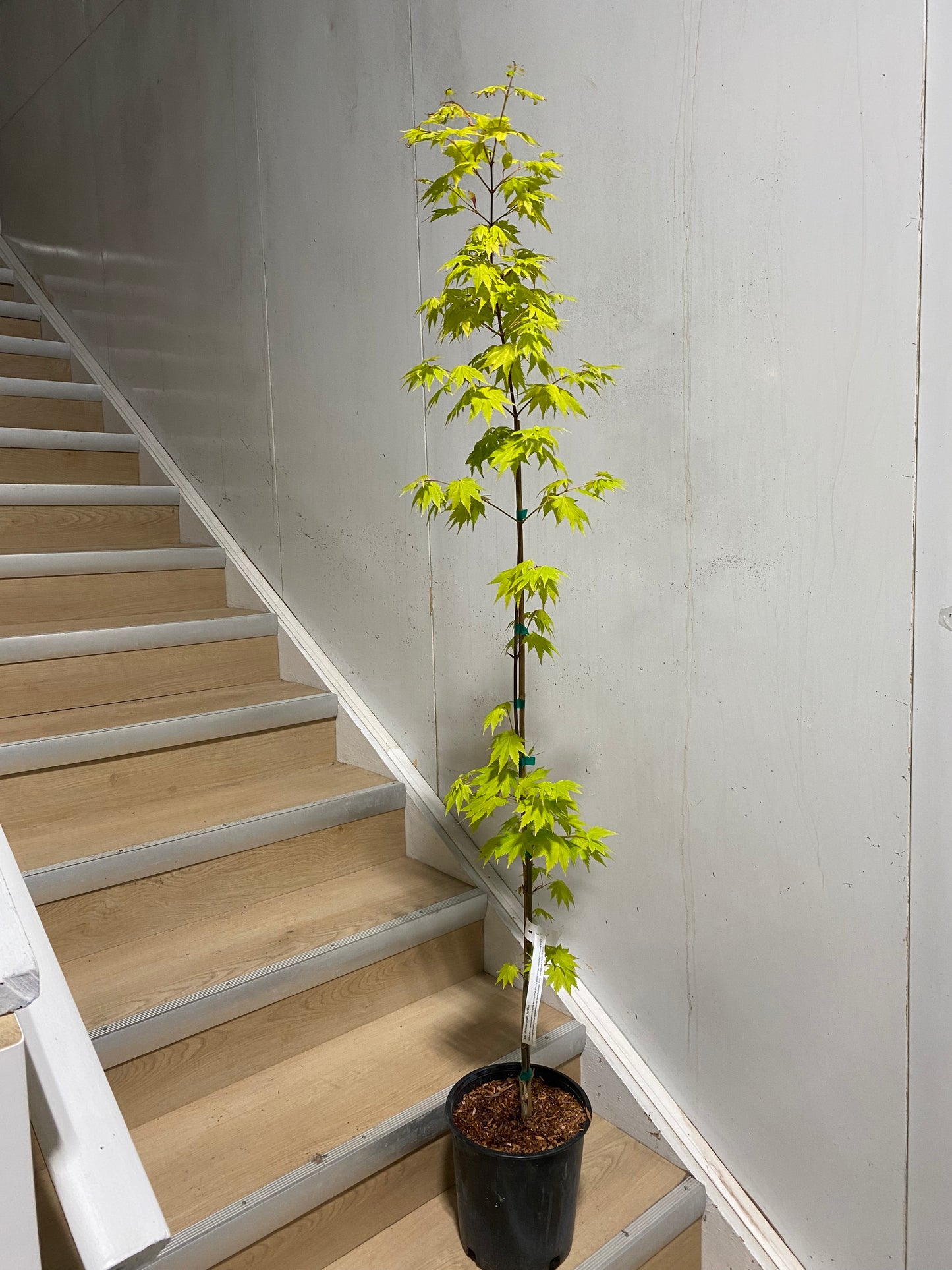 Acer shirasawanum Jordan