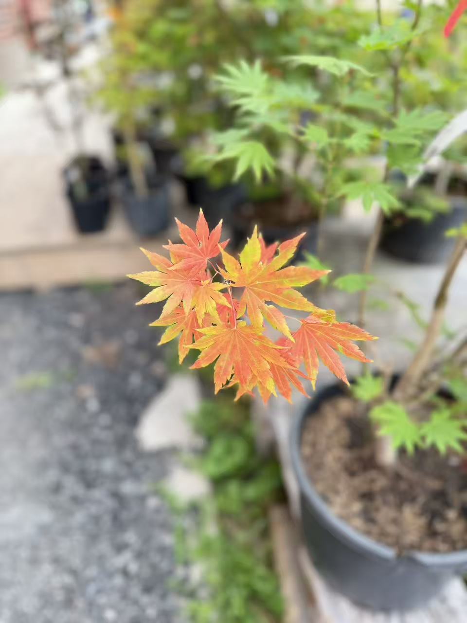 Acer shirasawanum Jordan