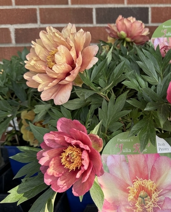 Itoh Peony 'Julia Rose'