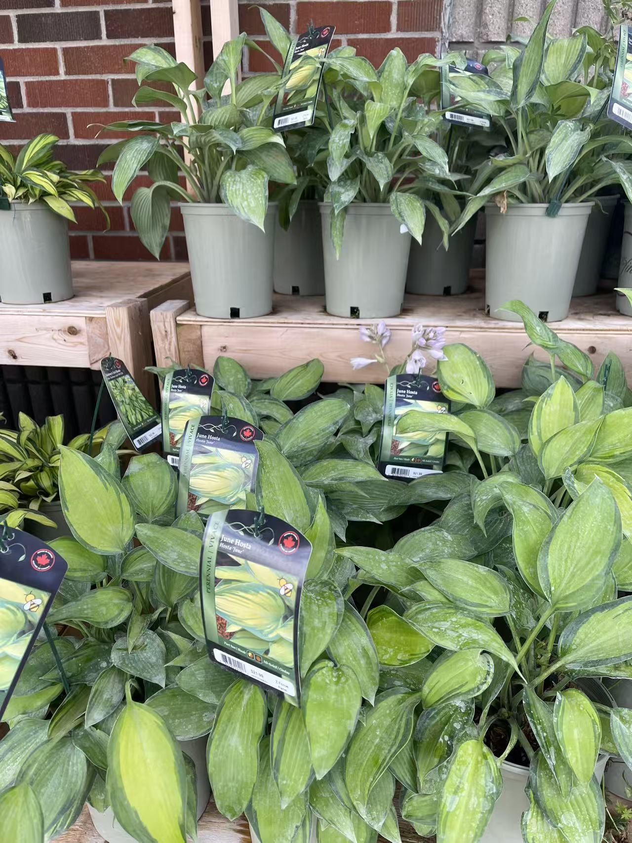 Hosta 'June'