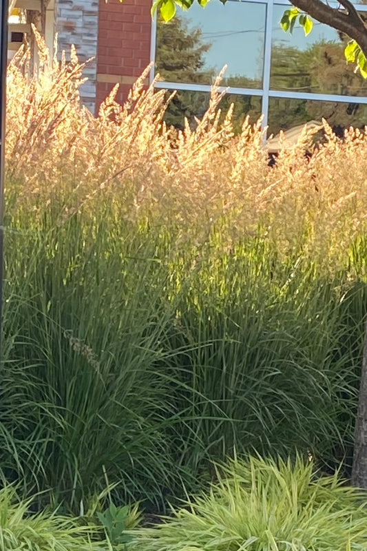 Karl Foerster Feather Reed Grass