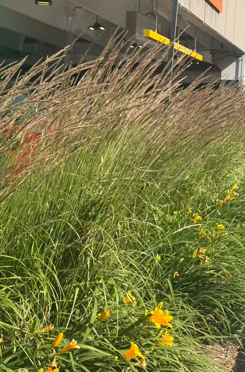 Ornamental Grasses for Sale Toronto | Hakone Grass, Sedge & Fescue