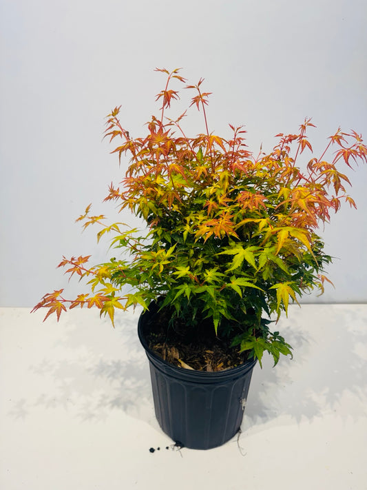 Acer palmatum Katsura Japanese Maple at Z Force Farm