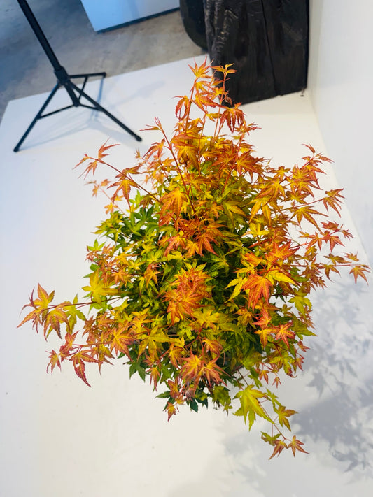 Katsura Japanese Maple colorful foliage at Z Force Farm