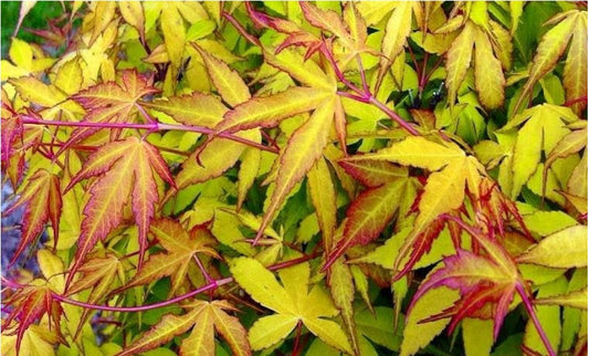 Acer Palmatum Katsura