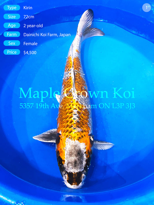Dainichi Kirin | 72cm Female