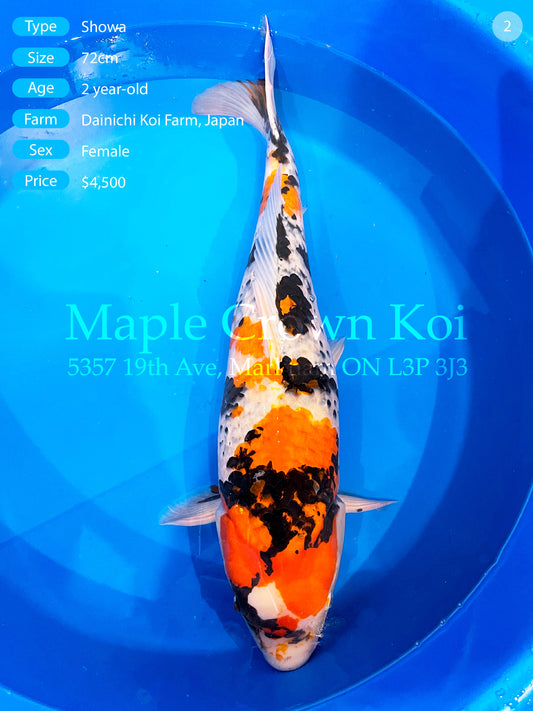 Dainichi Showa | 72cm Female