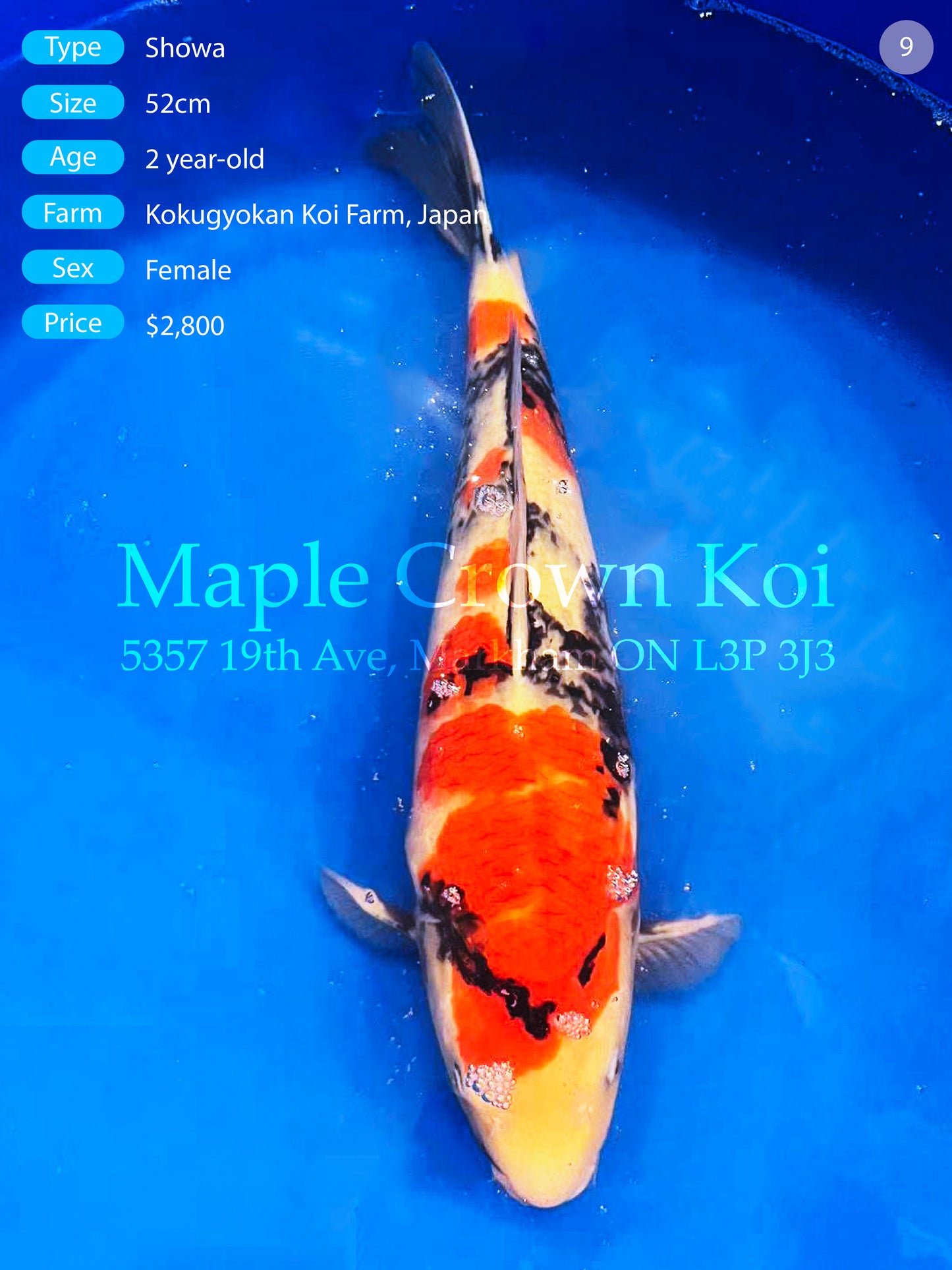 Showa 52cm
