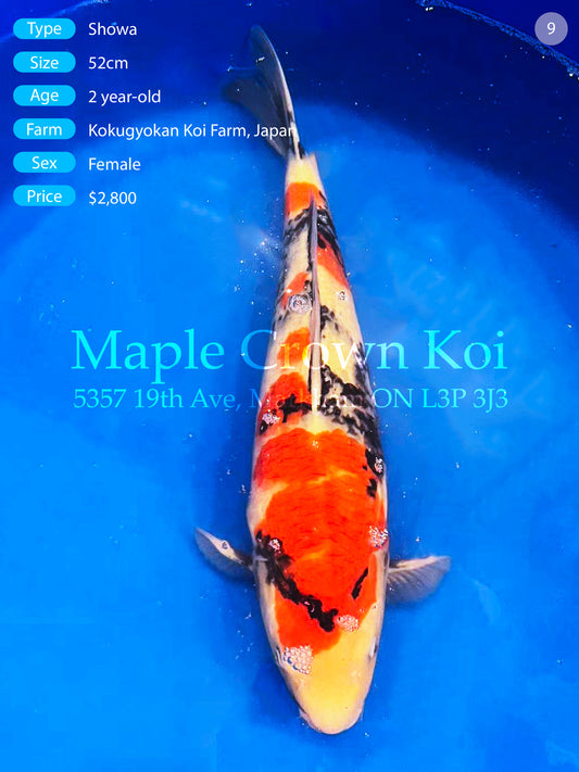 Showa 52cm