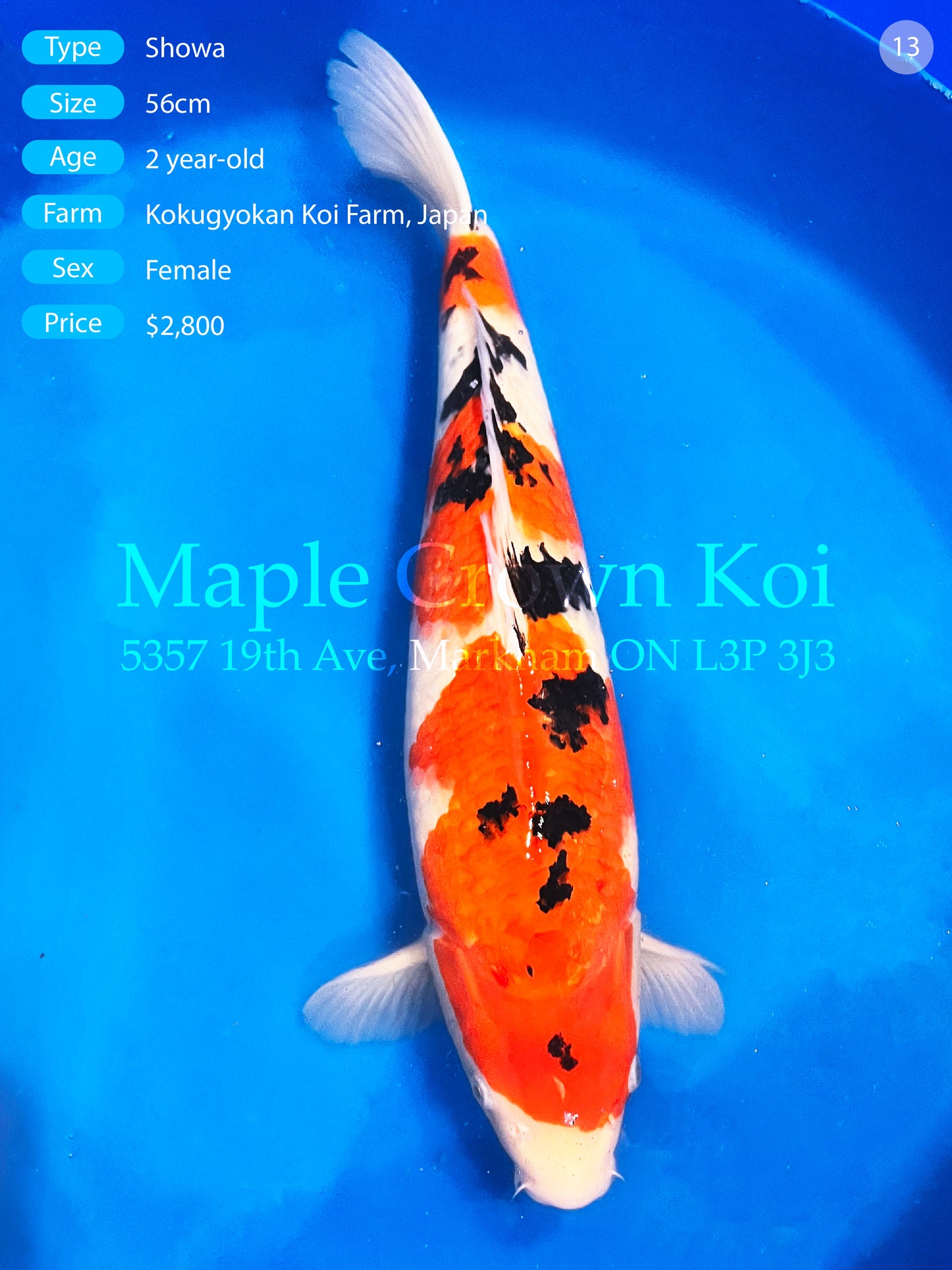 Showa 56cm