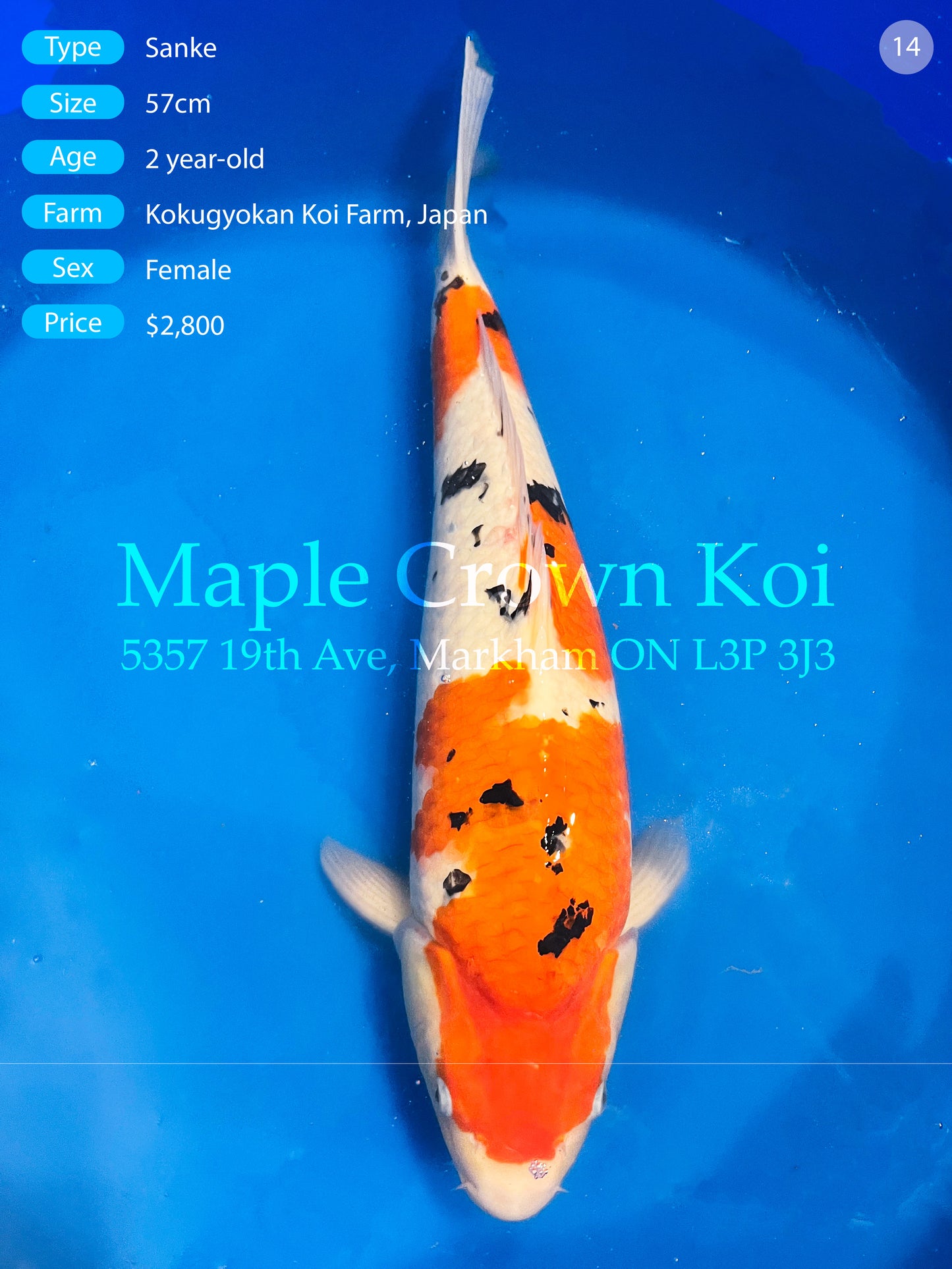 Sanke 57cm